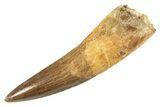 Fossil Spinosaurus Tooth - Real Dinosaur Tooth #343596-1